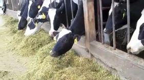Play video: Electricity from cow manure